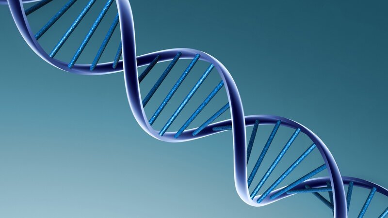 DNA double helix structure