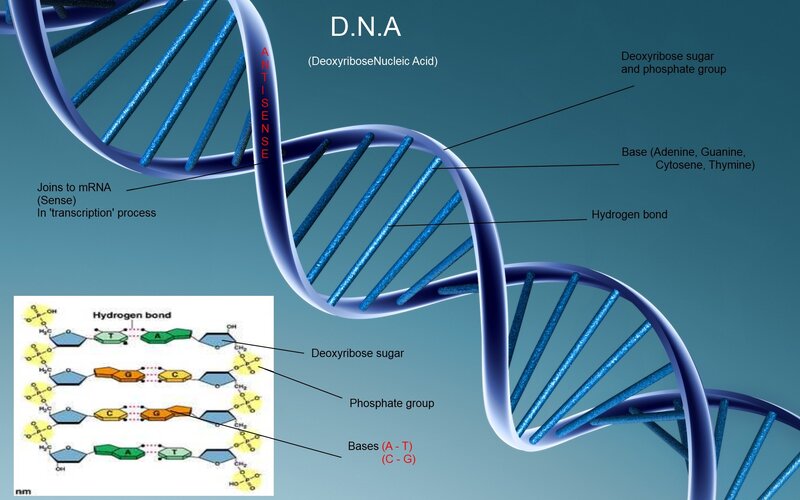 DNA double helix structure