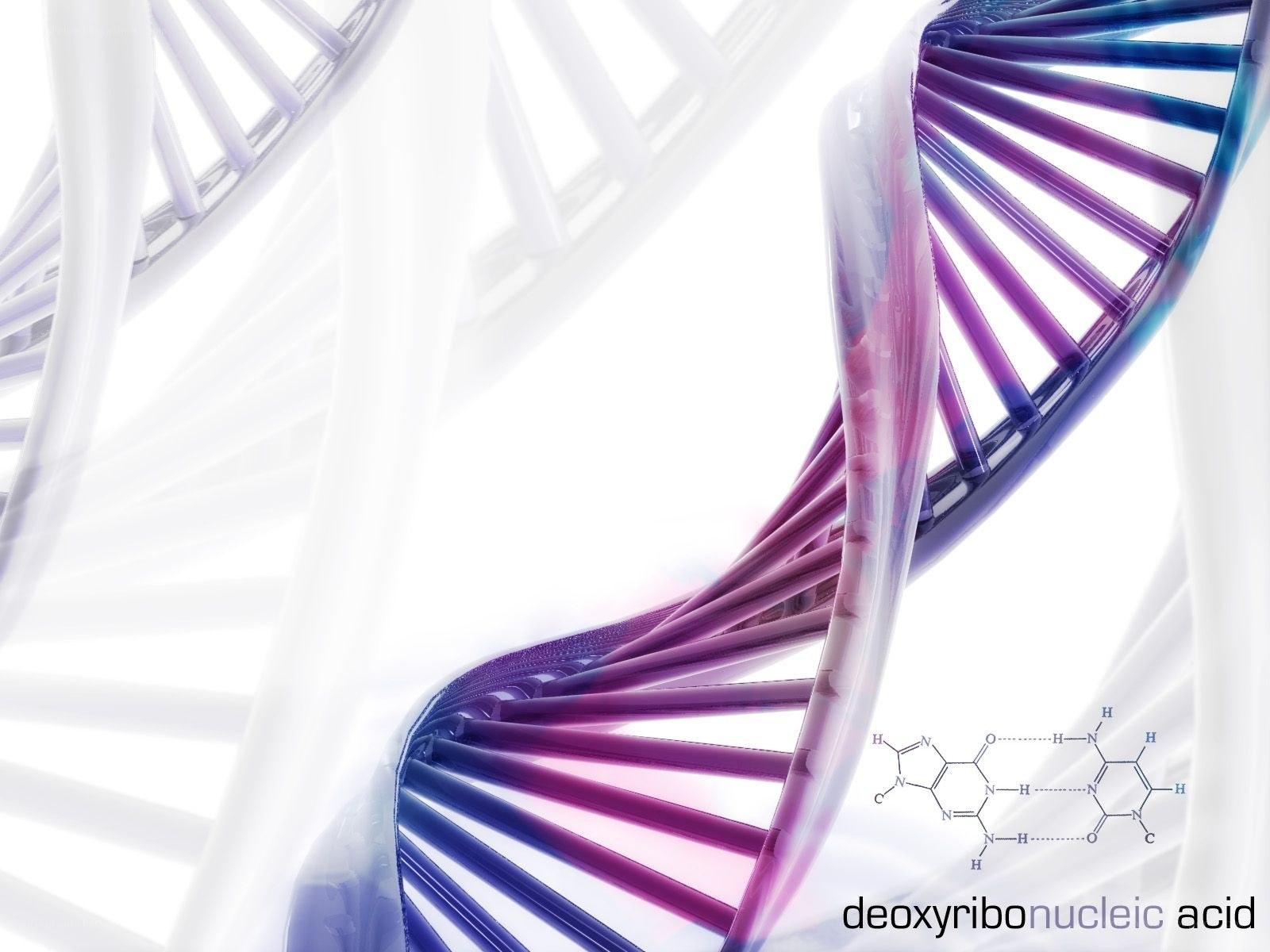 DNA double helix structure