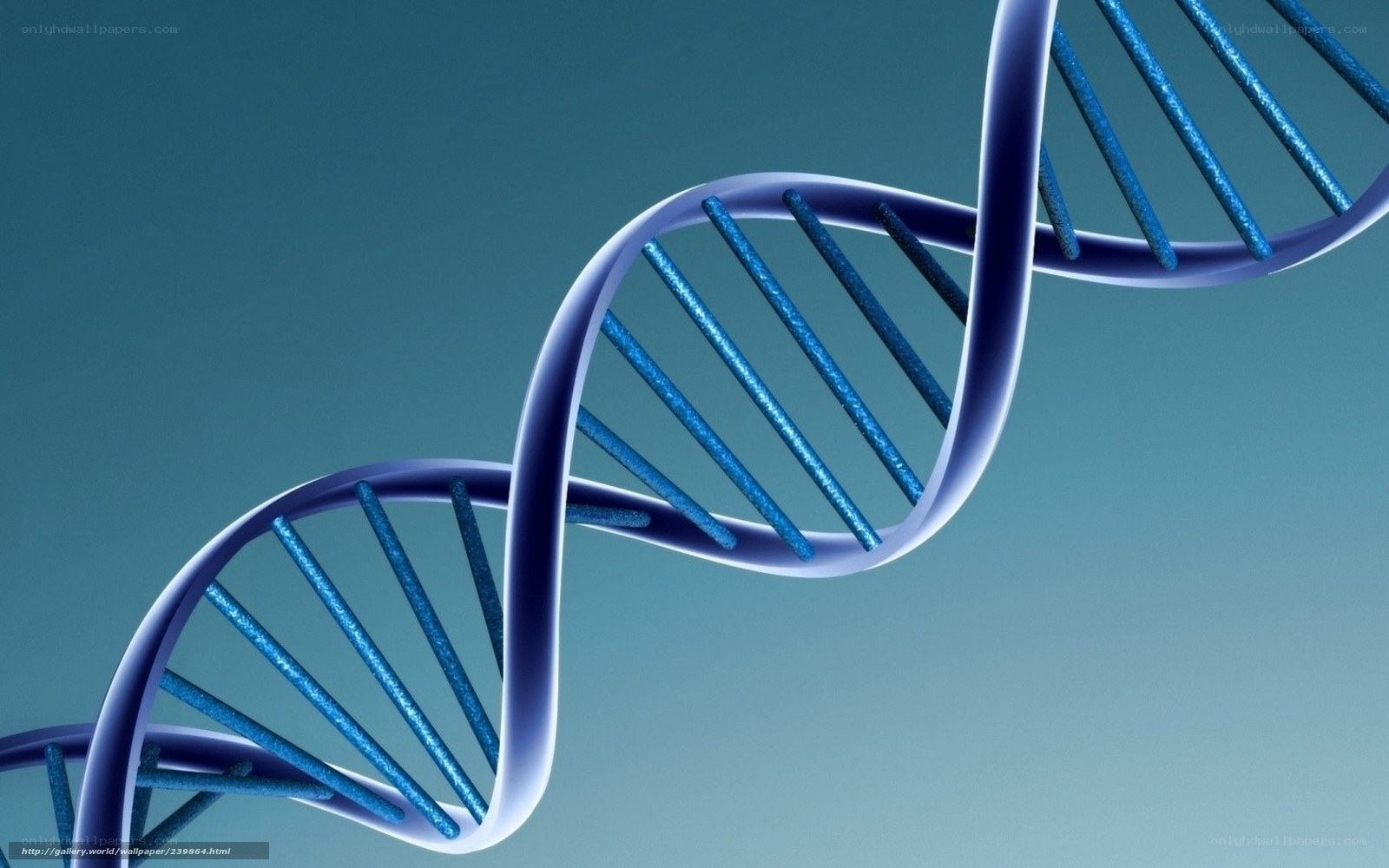 DNA double helix structure