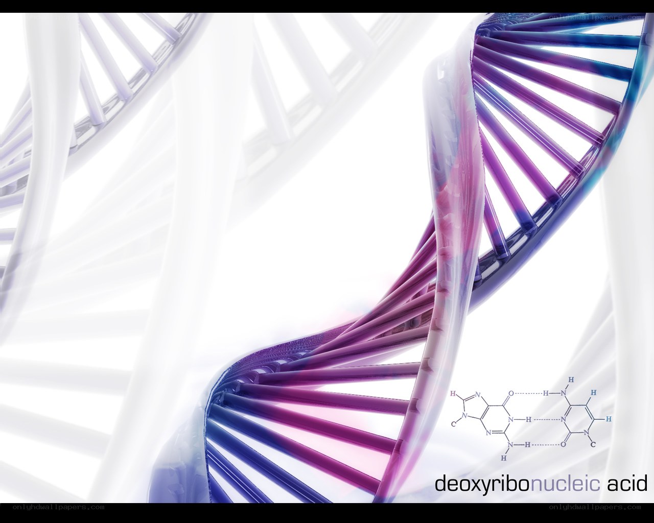 DNA double helix with nucleic acid
