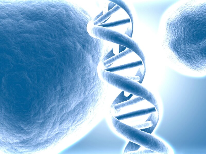 DNA helix between cells