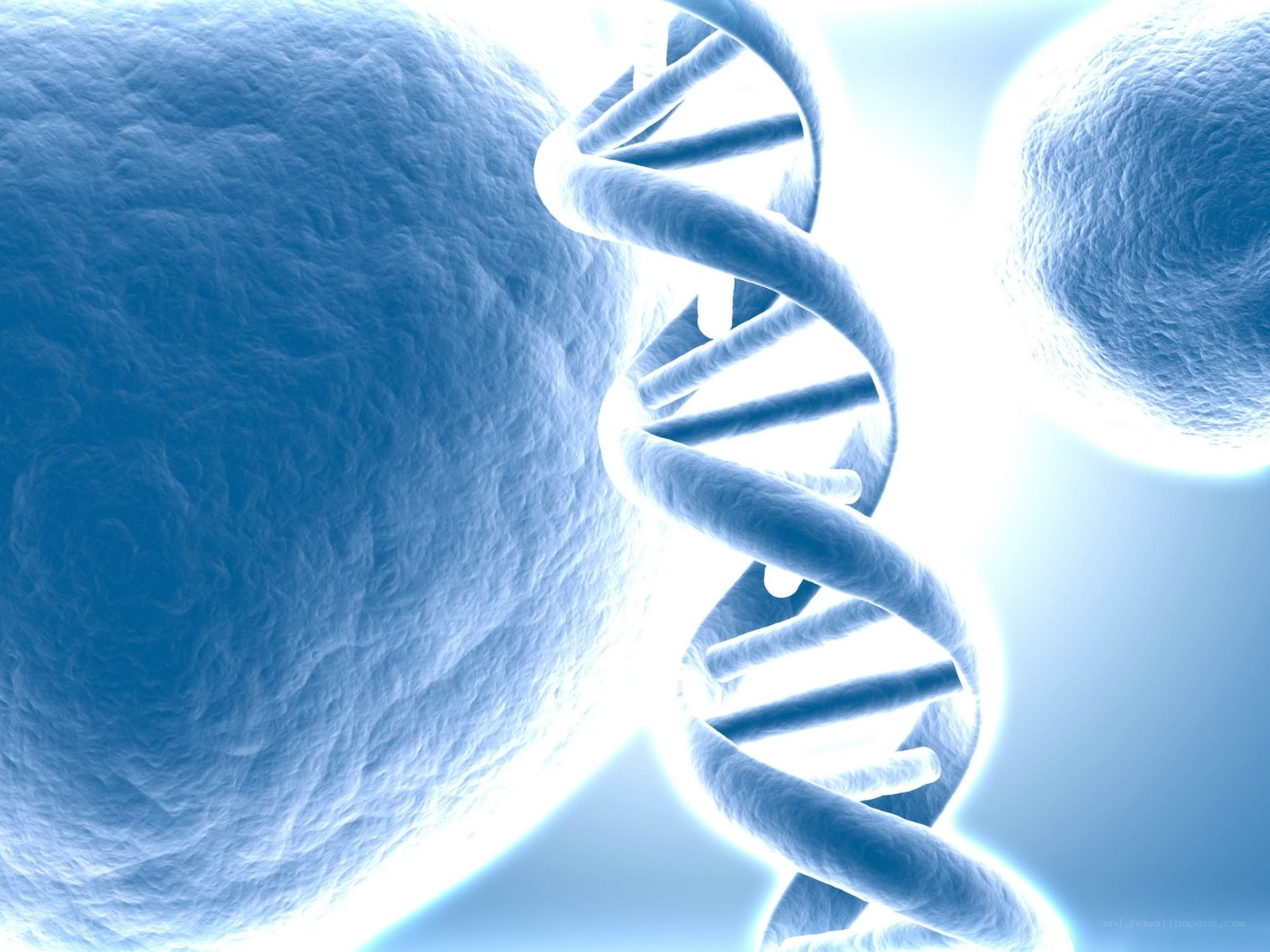 DNA helix between cells