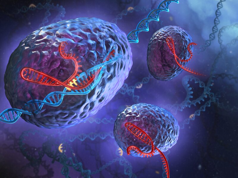 DNA replication in cells