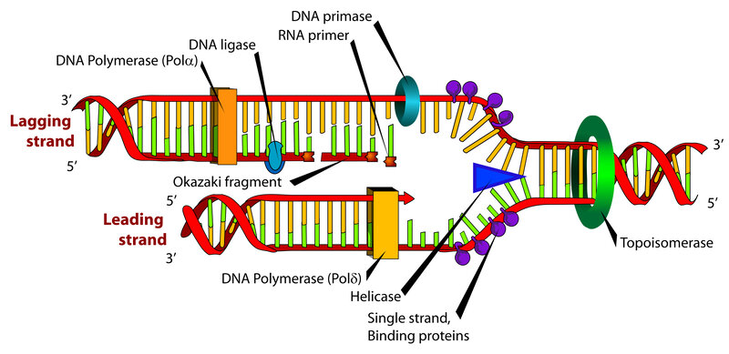 DNA replication process