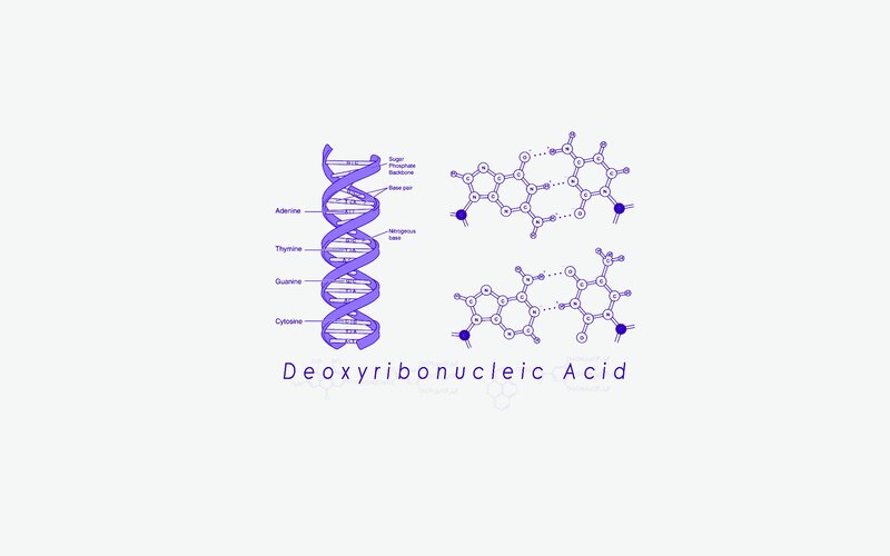DNA structure and base pairs