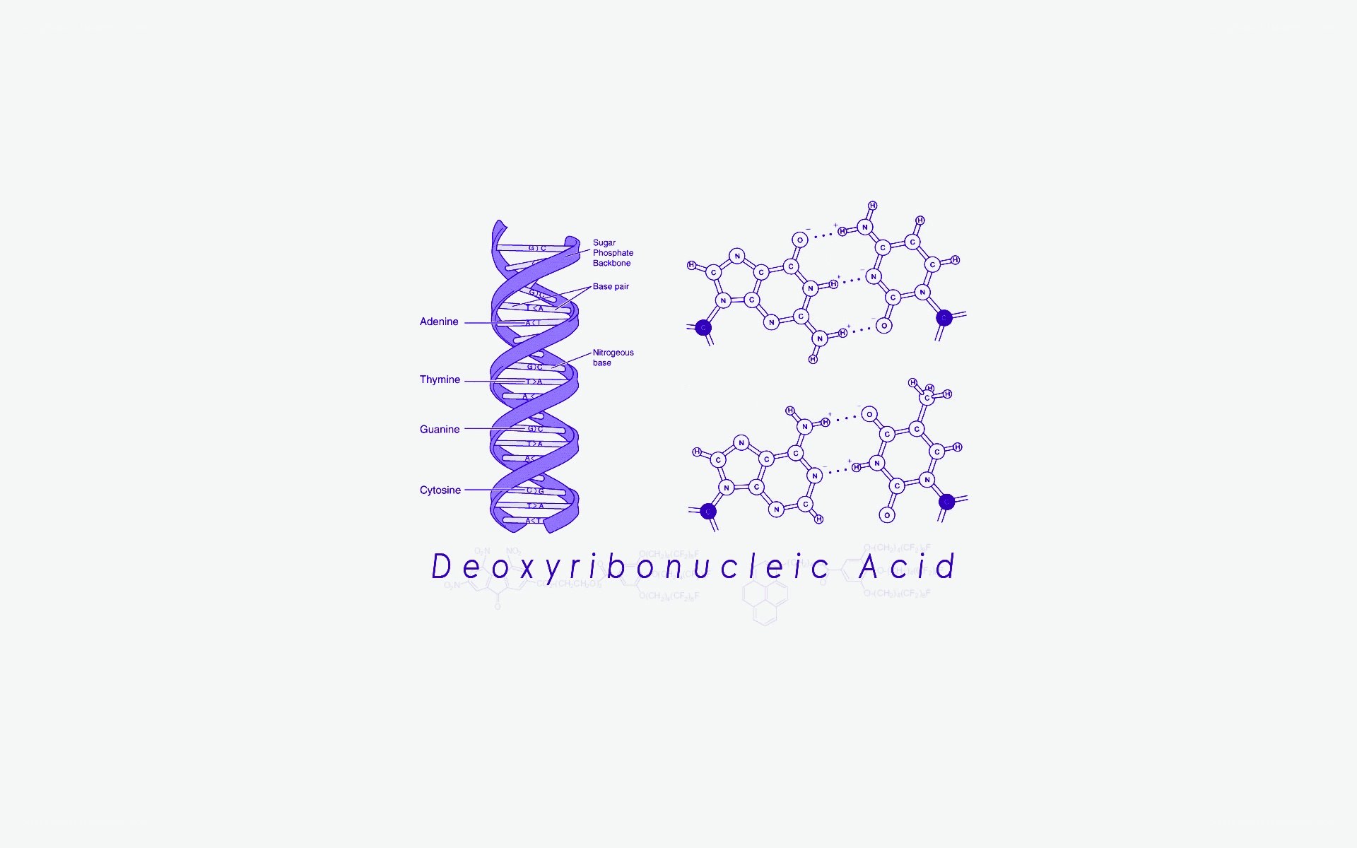 DNA structure and base pairs