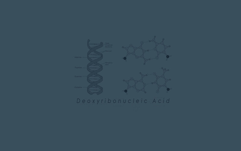 DNA structure and base pairs