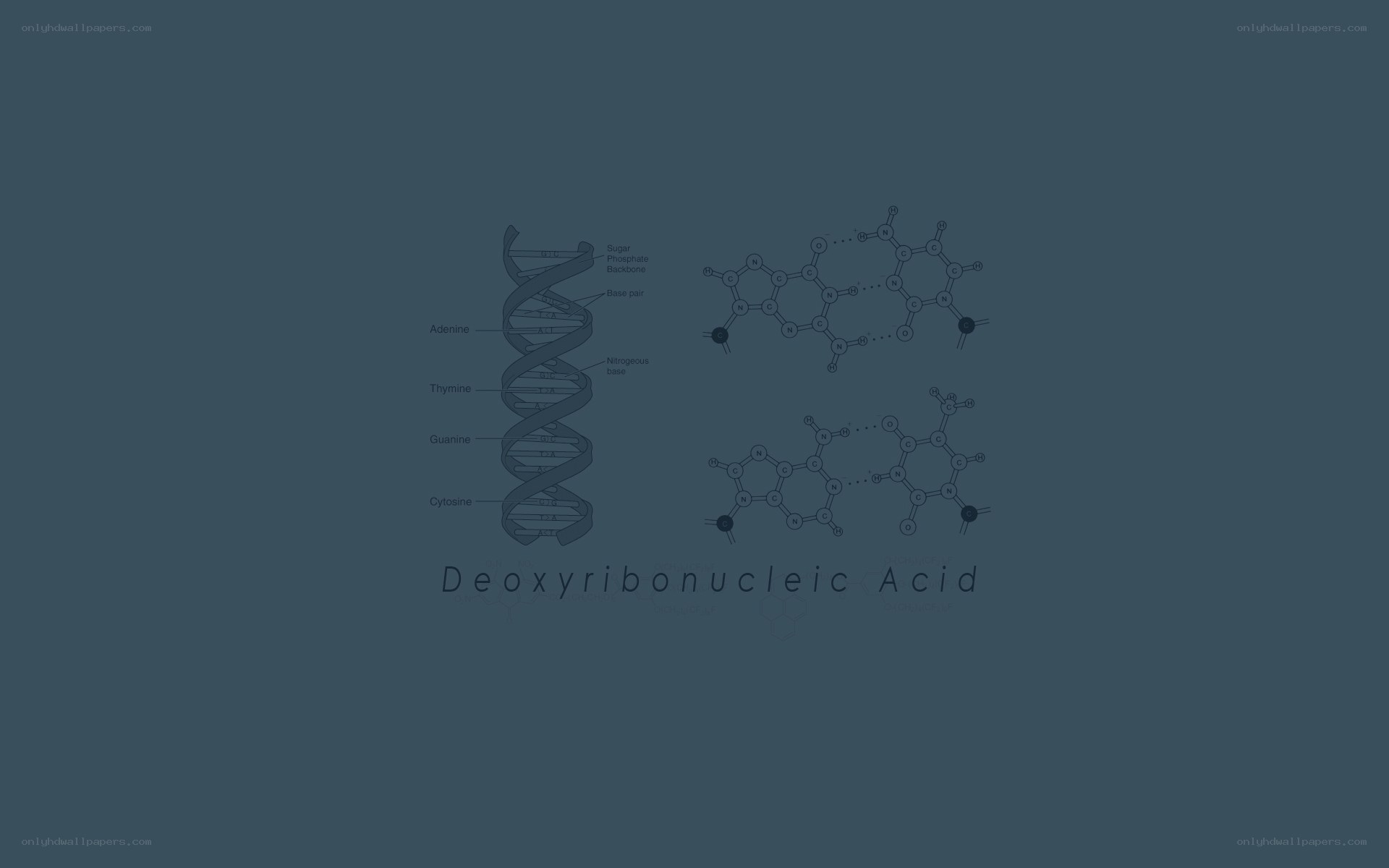 DNA structure and base pairs