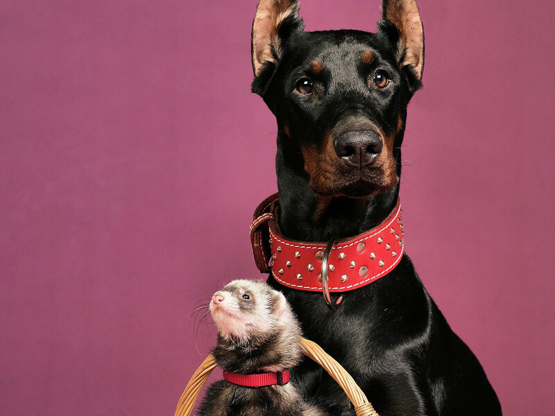 Doberman and Ferret