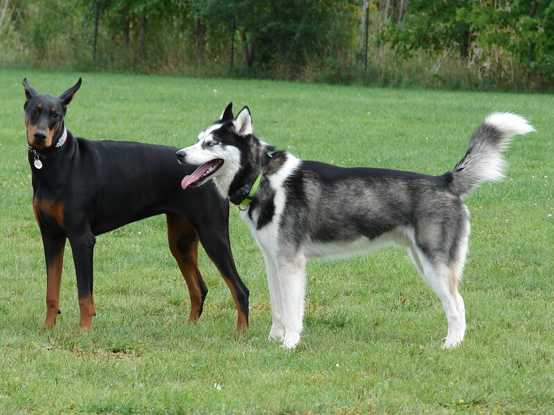 Doberman and Husky