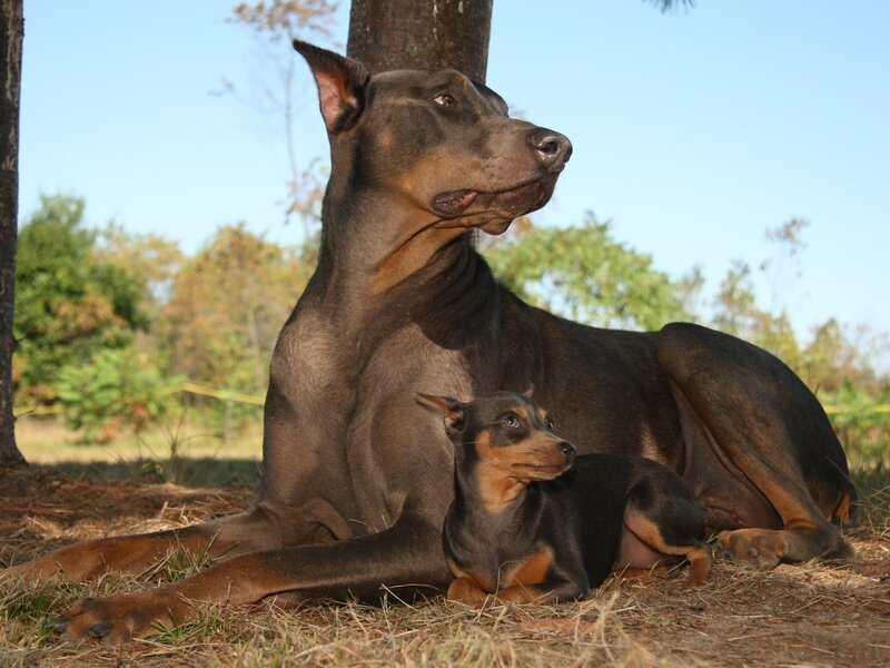 Doberman and Puppy