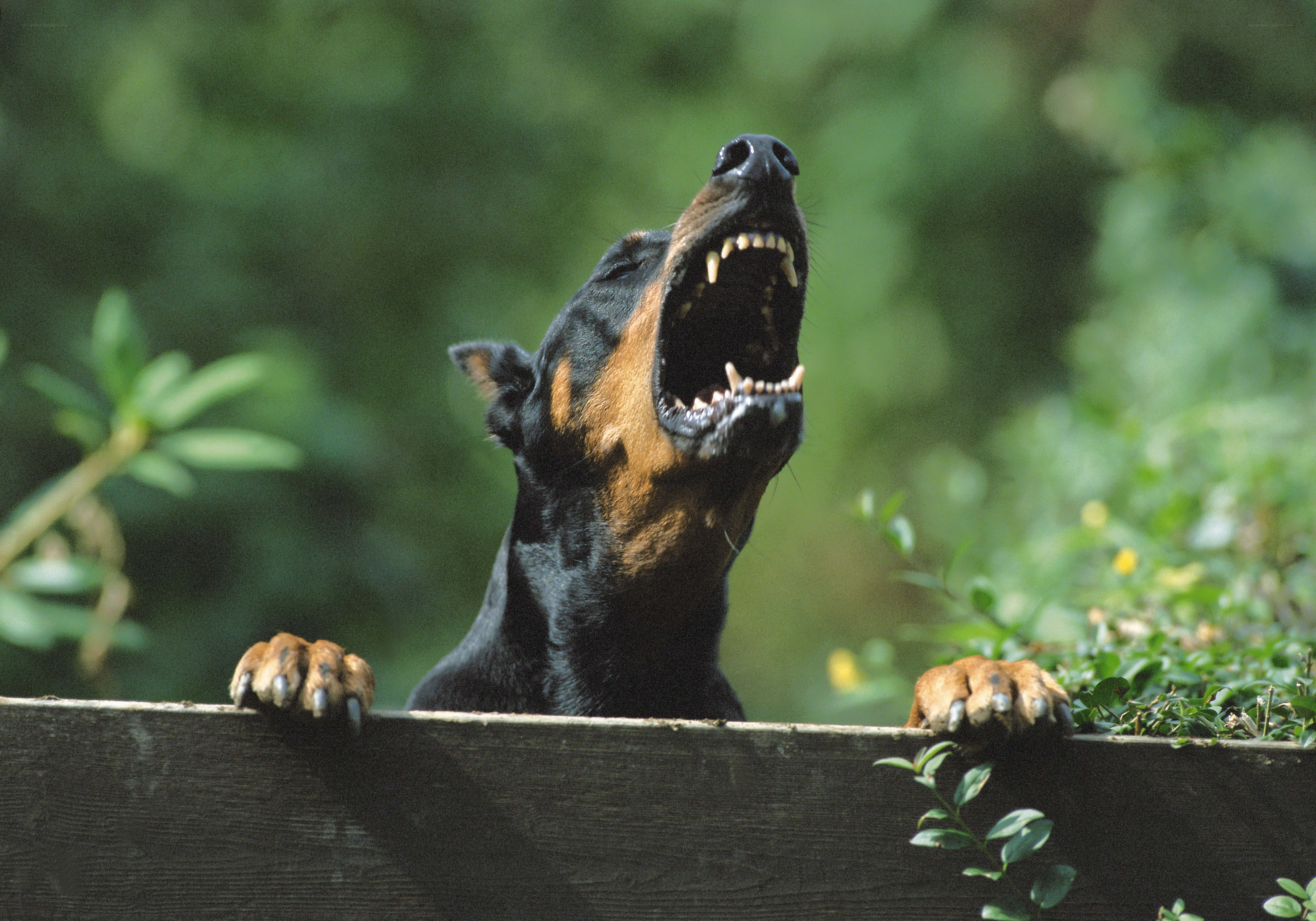 Doberman barking over fence