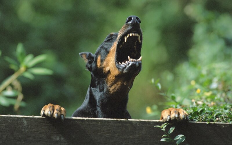 Doberman Dog Barking — Black