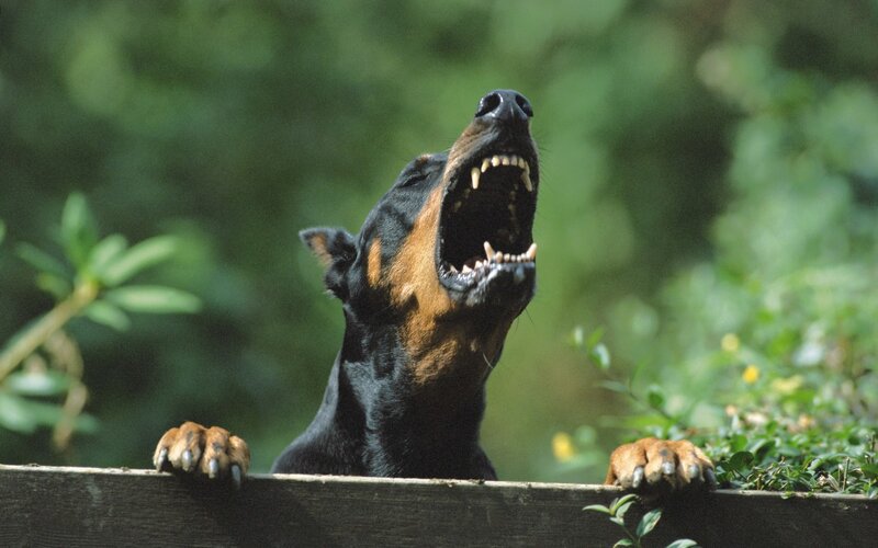 Doberman Dog Barking