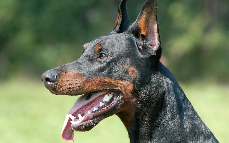Doberman Dog — Black, Calm