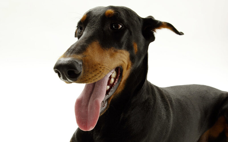 Doberman Dog — Black, Neutral, Photograph