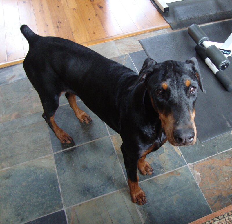 Doberman Dog — Black, Neutral