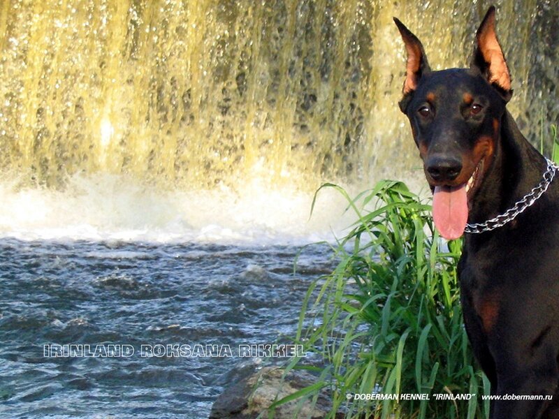 Doberman Dog by Waterfall