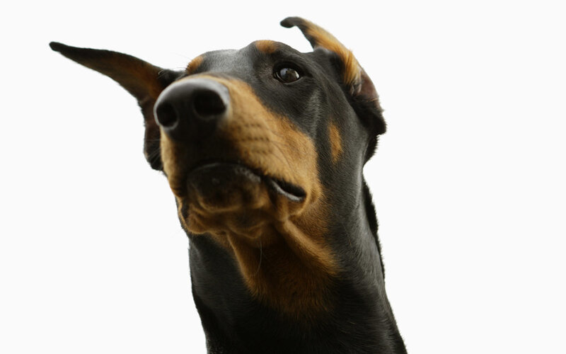 Doberman Dog Head — Black