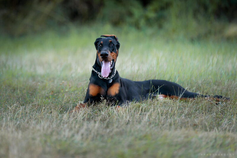 Doberman Dog in Grass — Black, Calm, Afternoon, Photograph