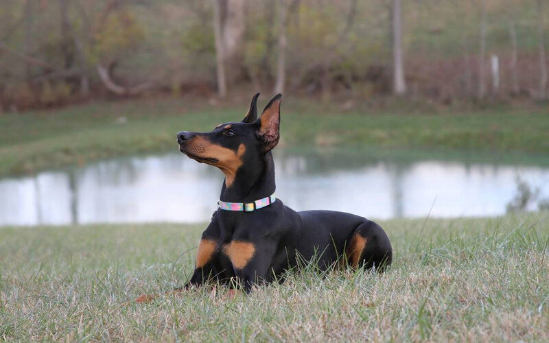 Doberman Dog in Grass — Black, Calm, Afternoon