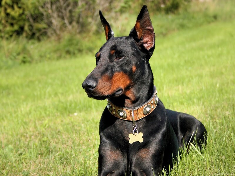 Doberman Dog in Grass — Black, Calm
