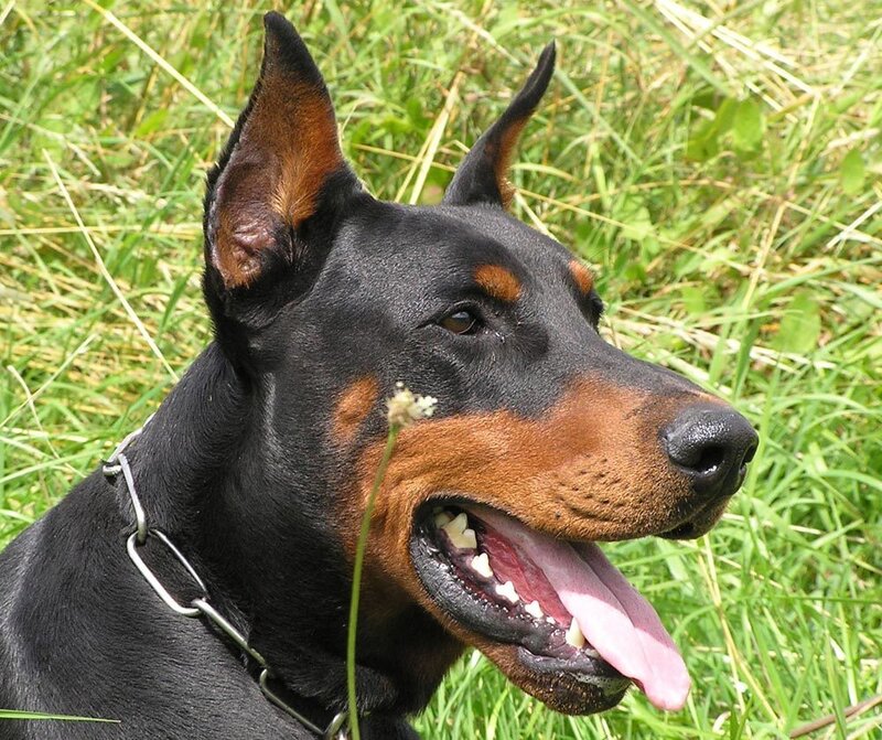 Doberman Dog in Grass — Black
