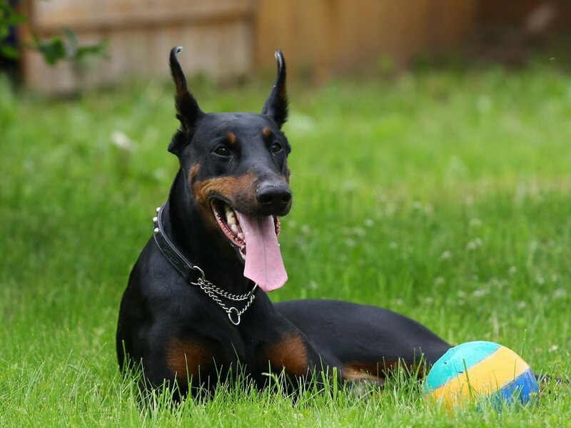 Doberman Dog in Grass