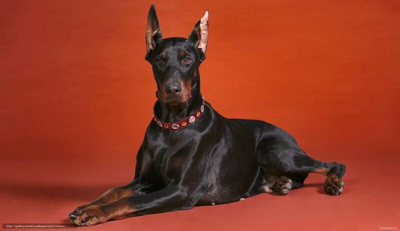 Doberman Dog Lying — Black