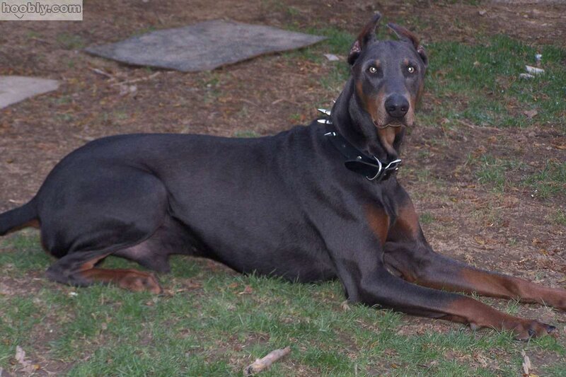 Doberman Dog Lying Down