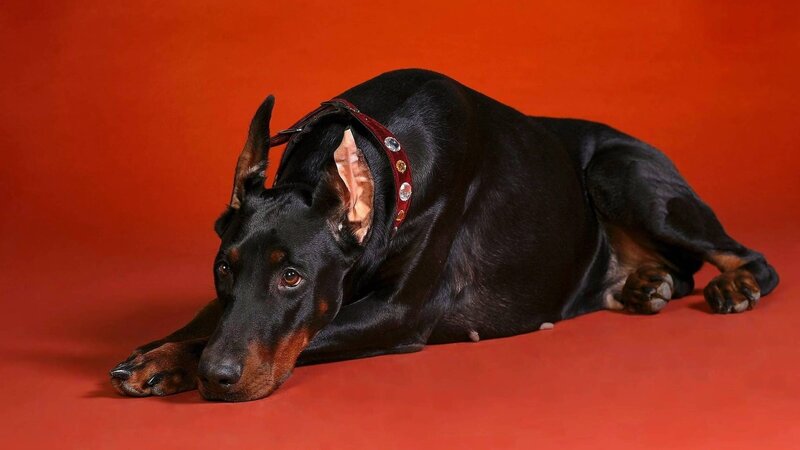 Doberman Dog Lying — Red, Calm, Photograph