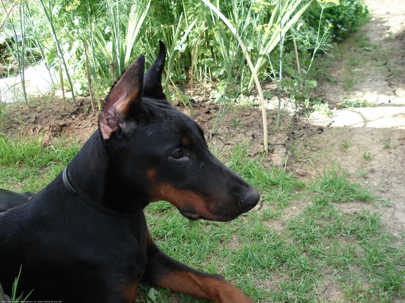 Doberman Dog Lying