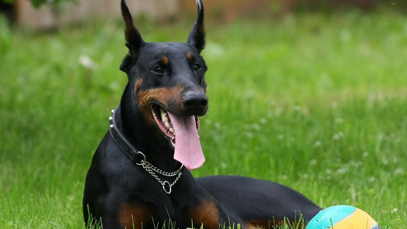Doberman dog on grass with ball
