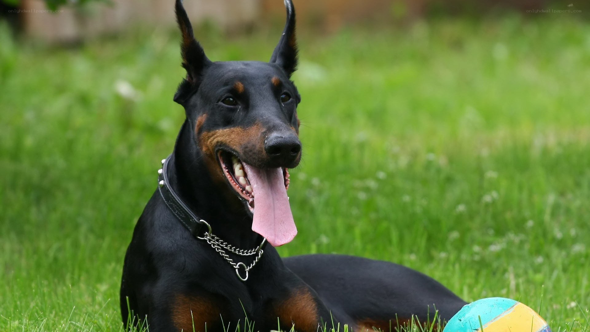 Doberman dog on grass with ball