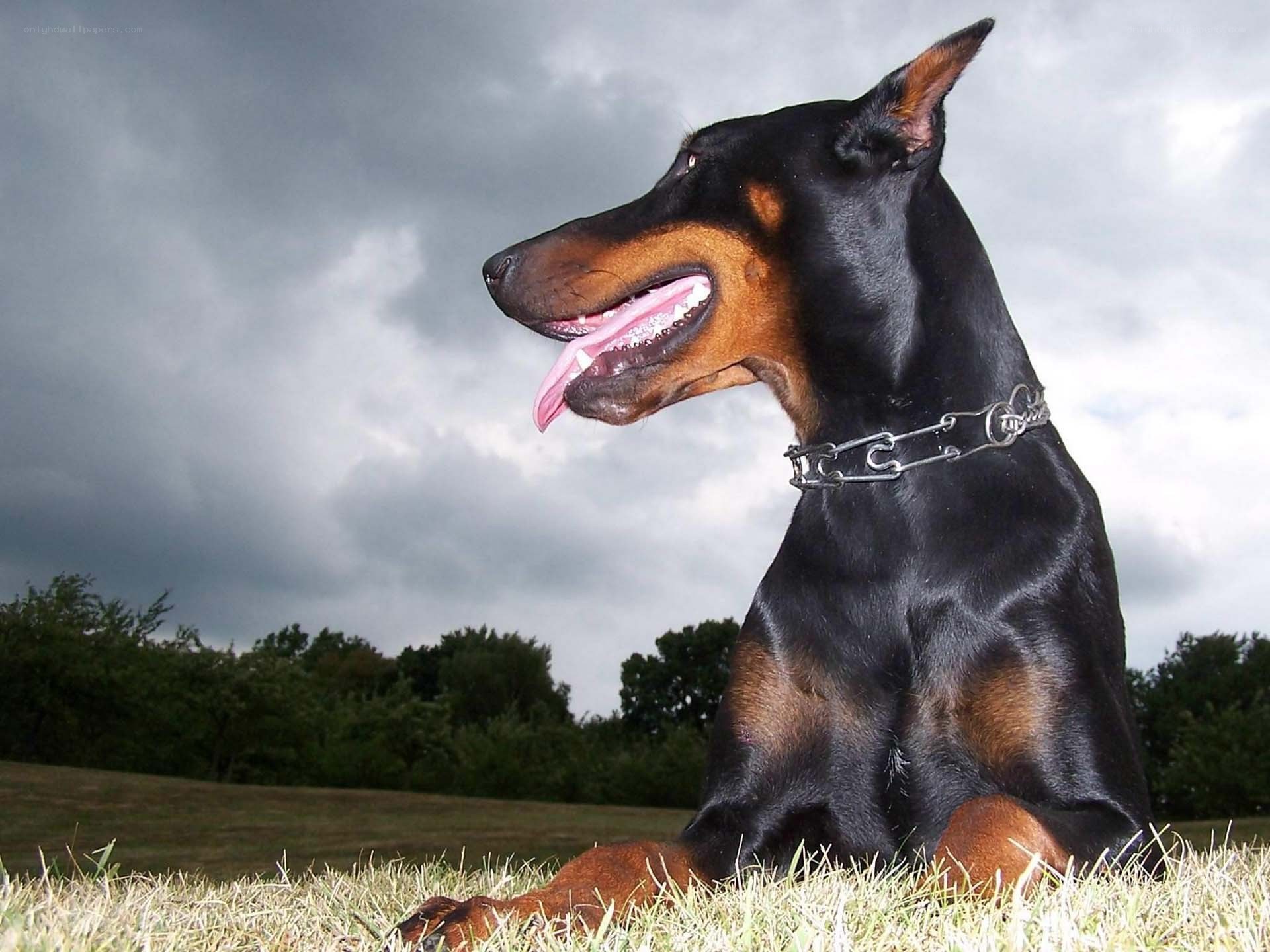 Doberman dog on grass