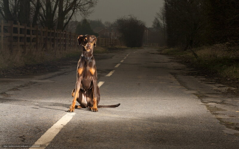 Doberman Dog on Road