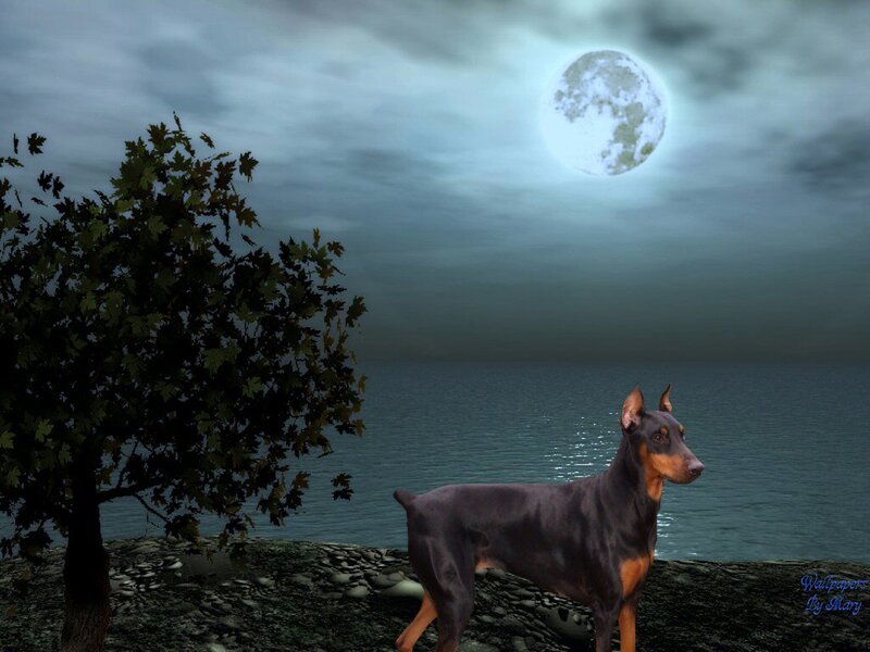 Doberman Dog on Shore