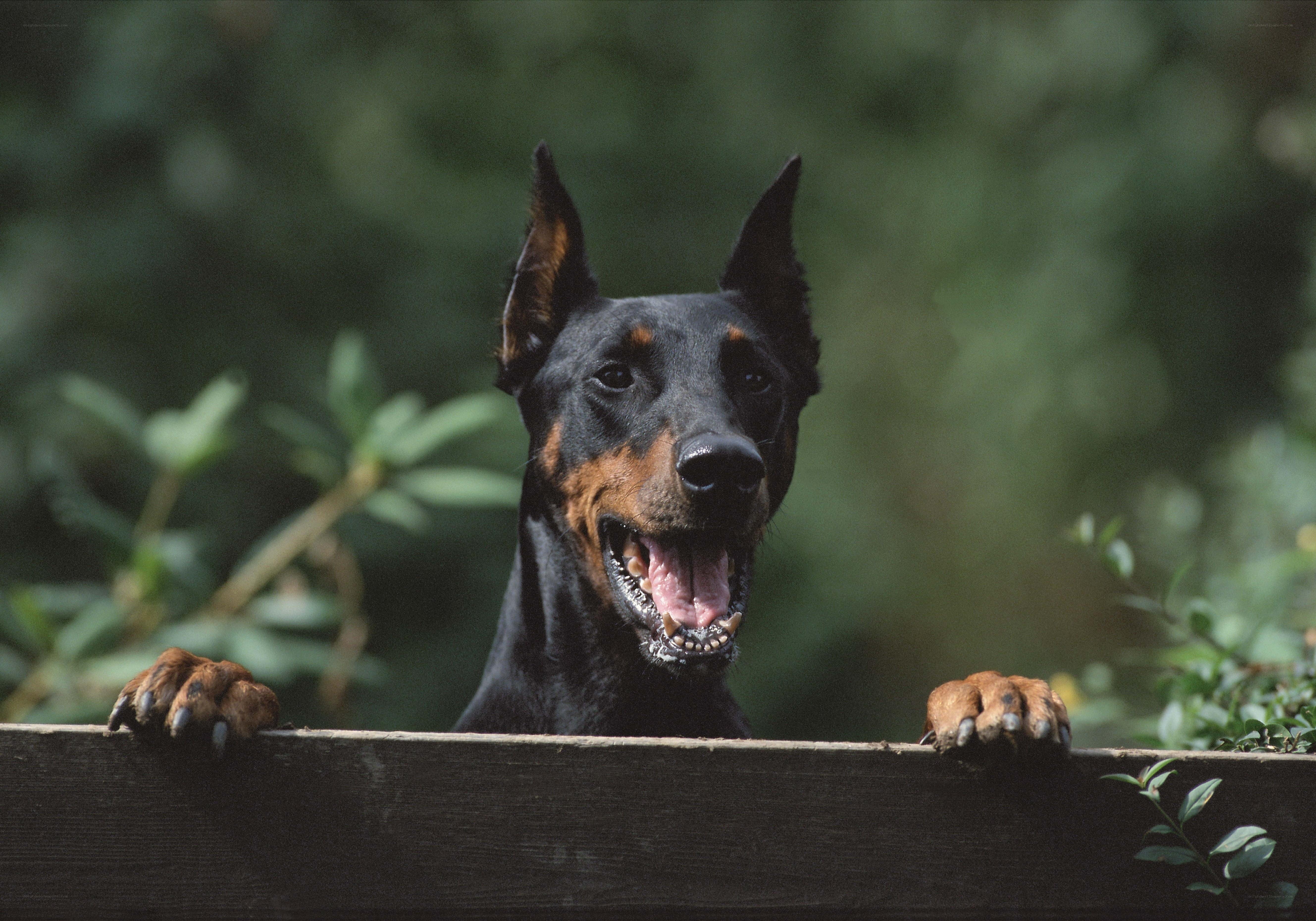 Doberman dog on wooden fence
