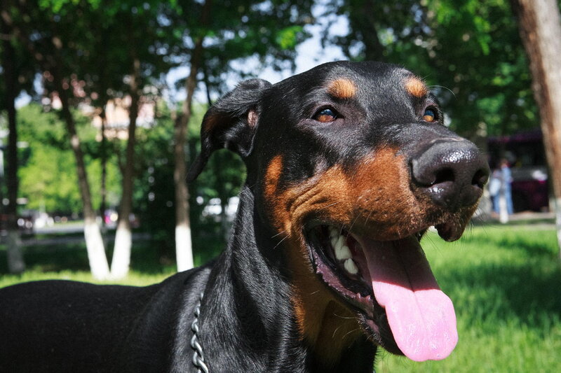 Doberman Dog Outdoors — Black
