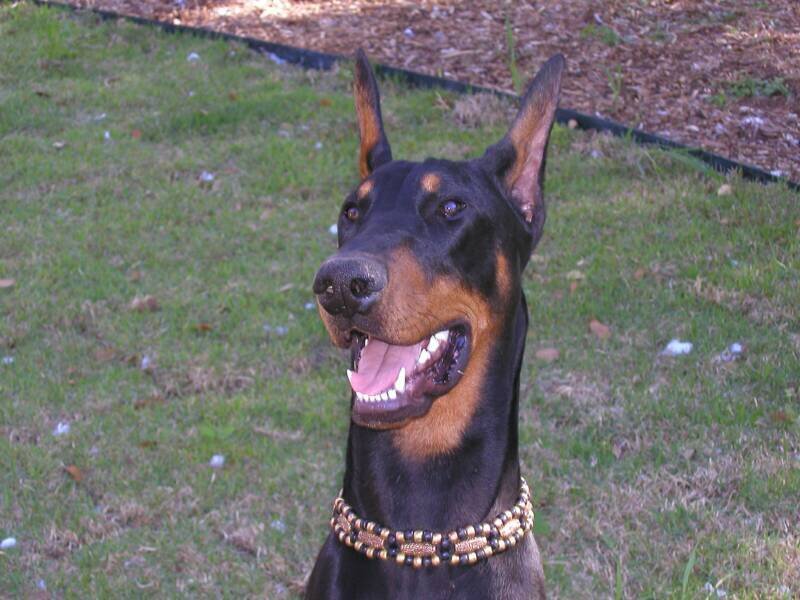 Doberman dog outdoors