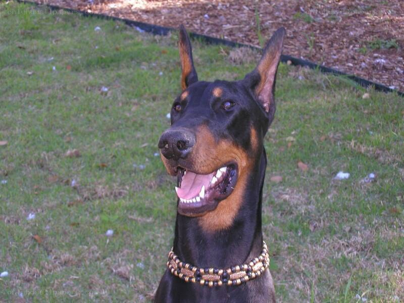Doberman dog outdoors