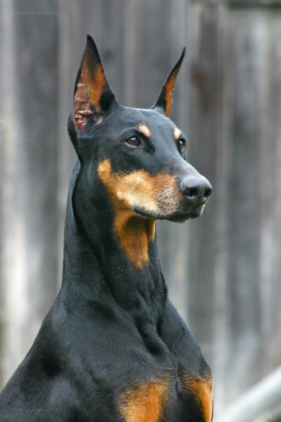 Doberman dog portrait