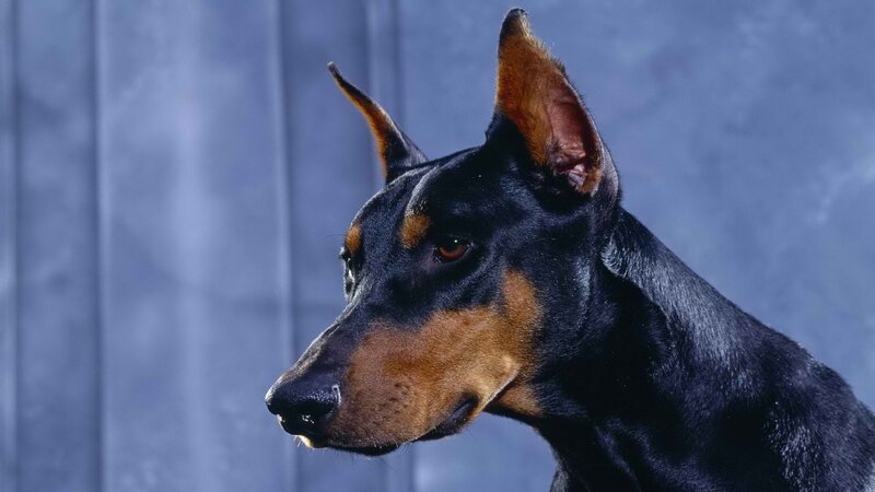 Doberman dog portrait