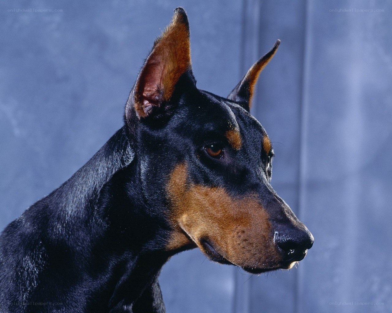 Doberman dog portrait