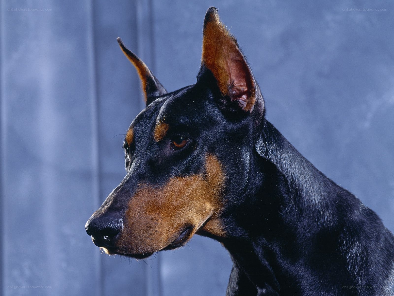 Doberman dog portrait