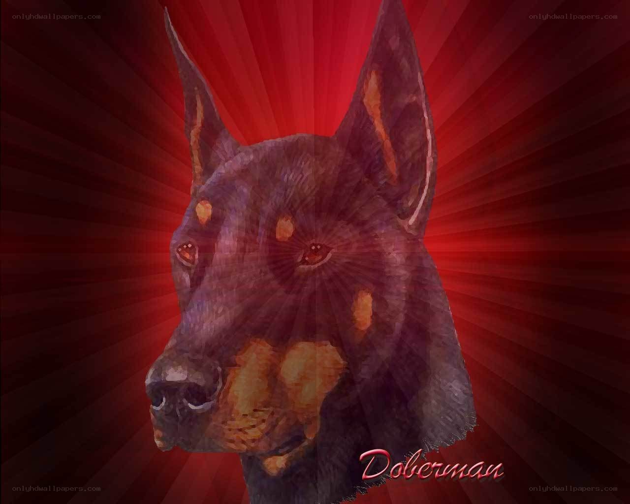 Doberman dog portrait