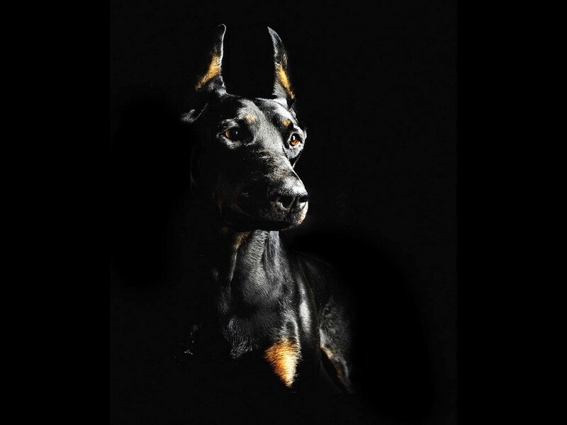 Doberman Dog Portrait — Black