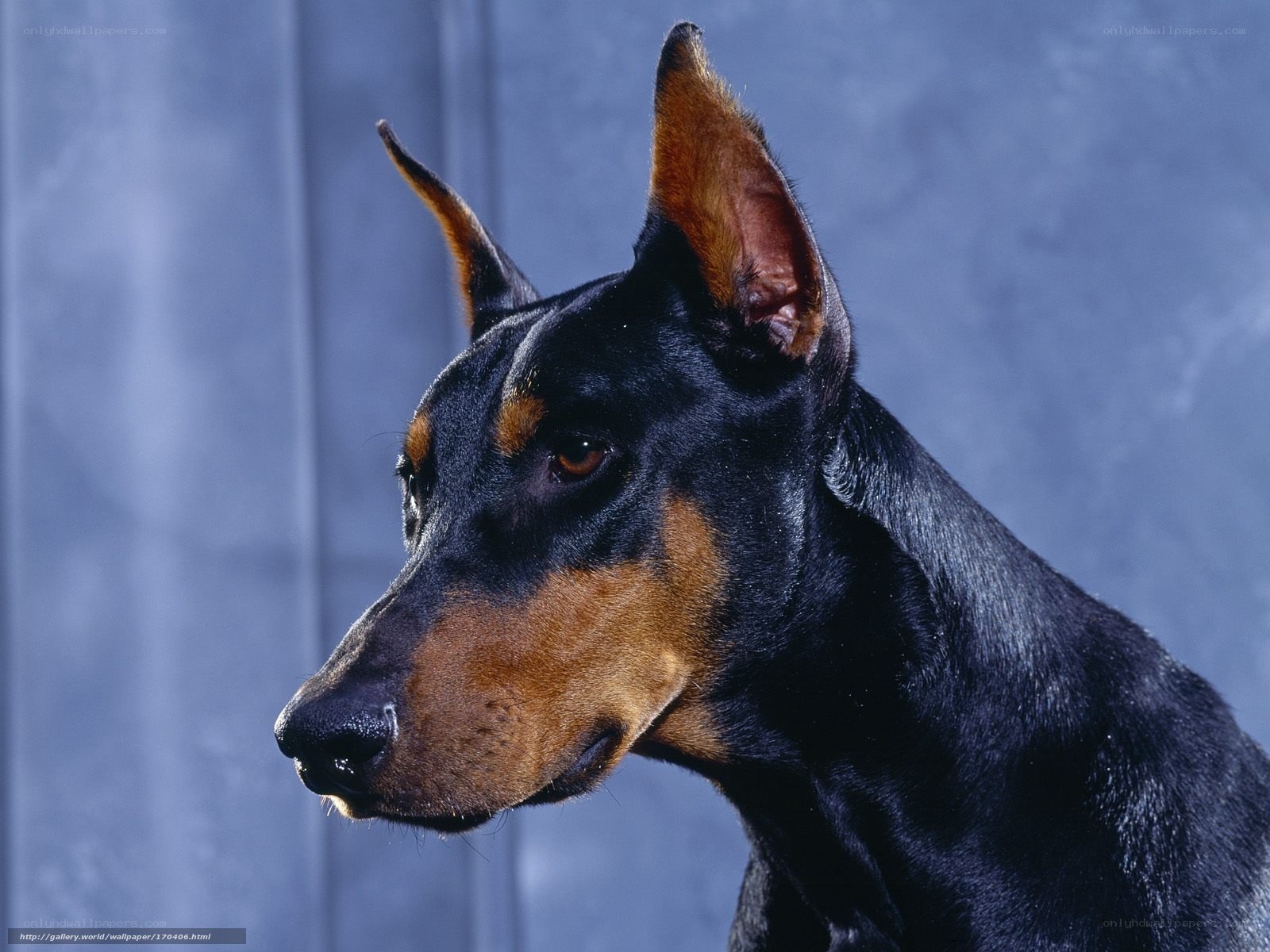 Doberman dog portrait