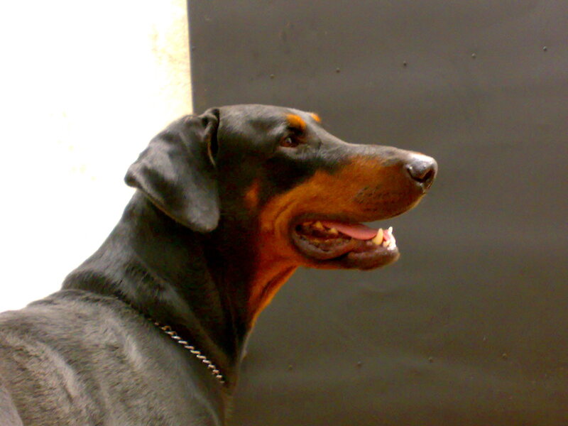 Doberman dog profile